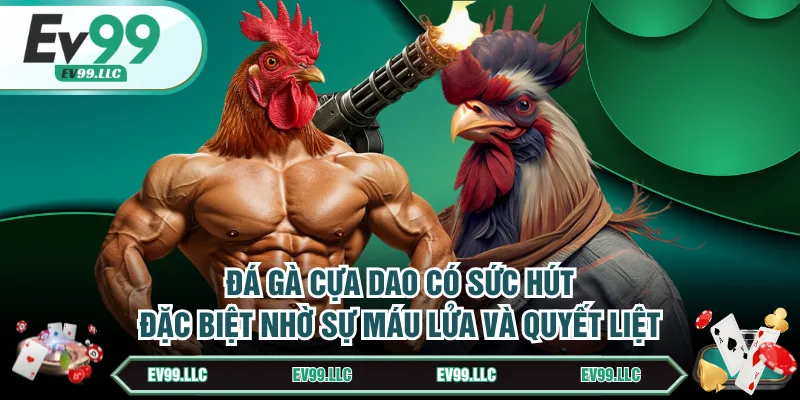 Đá gà cựa dao có sức hút đặc biệt nhờ sự máu lửa và quyết liệt